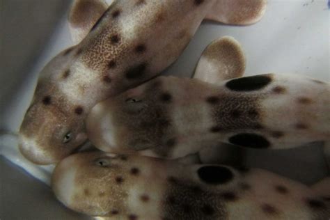 Baby shark study reveals impacts of climate change on Great Barrier Reef species - ABC News