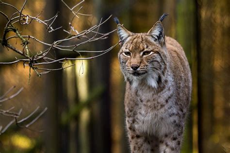 Nature in Făgăraș Mountains: The lynx in Romania | Romania Insider