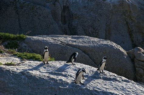 Penguins, Cape Town | Penguins on Boulders Beach, Cape Town,… | Flickr