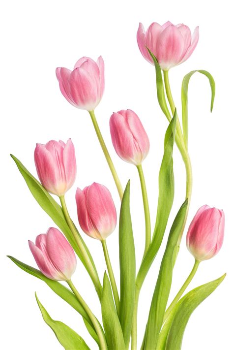 Tulips - null | Tulips art, Tulip painting, Flower drawing