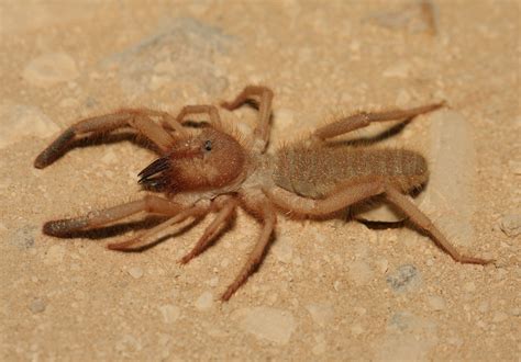 How Dangerous Is A Camel Spider Bite? - Online Pest Control