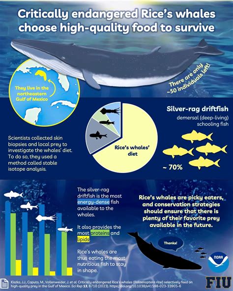 Newly identified whale’s favored prey is not endangered, but the whale ...