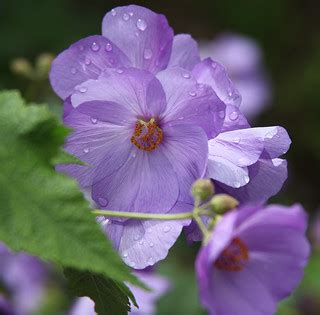 Lilac flower | seen in one of the open gardens of Hutton Bes… | Rick ...