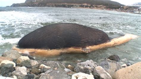 Dead whale may explode in Canada town, official warns - CBS News