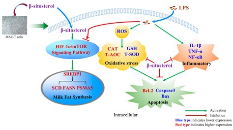 IJMS | Free Full-Text | β-Sitosterol Suppresses Lipopolysaccharide ...