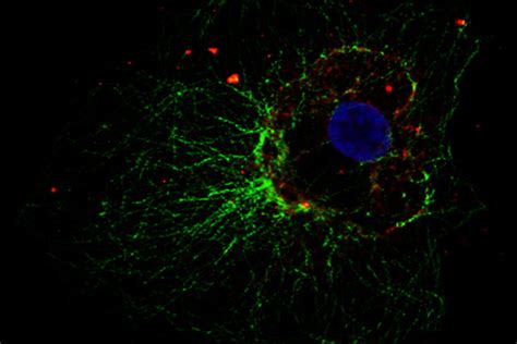 How to Prepare your Specimen for Immunofluorescence Microscopy | Science Lab | Leica Microsystems