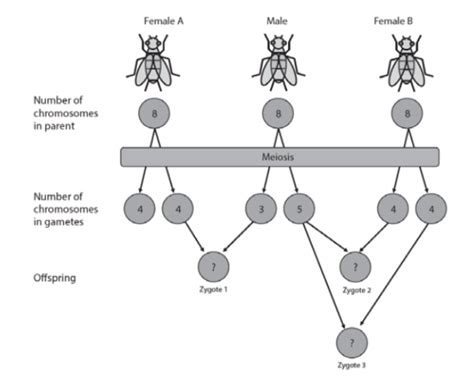 [Solved] Fruit flies normally have eight chromosomes. The following ...