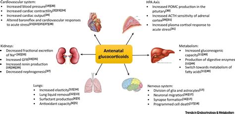 Combined Antioxidant and Glucocorticoid Therapy for Safer Treatment of Preterm Birth: Trends in ...