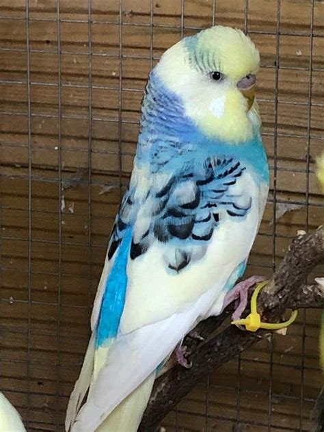 Beautiful Male budgies , all different colours , blues , greens , rainbow , grey Aged from 4 ...