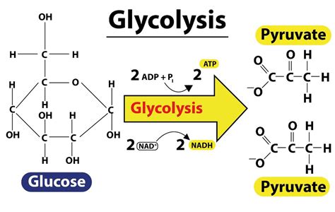 The site of glycolysis\/EMP is(a)Chloroplast(b)Chromosome(c)Cytoplasm(d)Nucleus