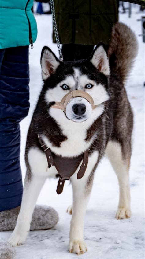 Siberian Husky Dog, Sled Dog, Stock Image - Image of siberian, puppy: 141732963