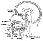 The Sensory System Distance Learning Course