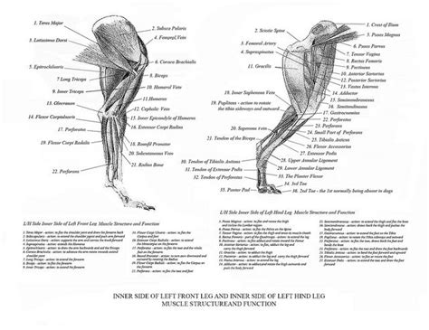 Dog Anatomy Back Leg - Anatomy Diagram Book