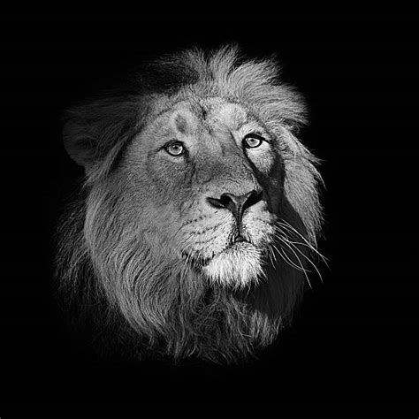 Royalty Free Black And White Lion Pictures, Images and Stock Photos ...