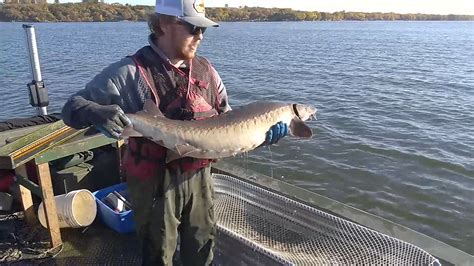 Sampling lake sturgeon on Big Stone Lake | Eight years ago, Minnesota ...