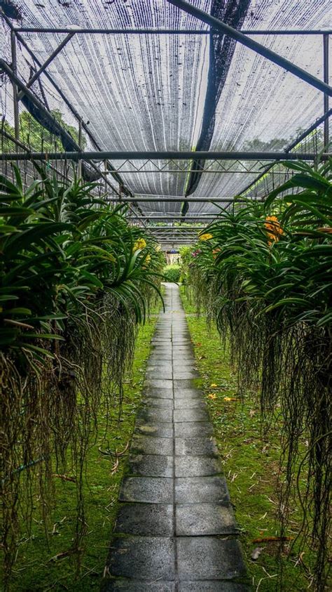 Orchid farm Thailand stock photo. Image of chaing, beautiful - 43309870