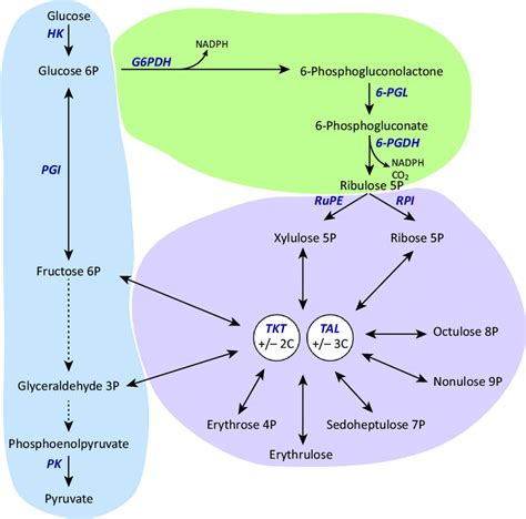 Pentose Phosphate Pathway Mechanism