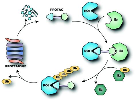 Chapter 1 PROTAC-mediated Target Degradation: A Paradigm Changer in Drug Discovery? (RSC ...