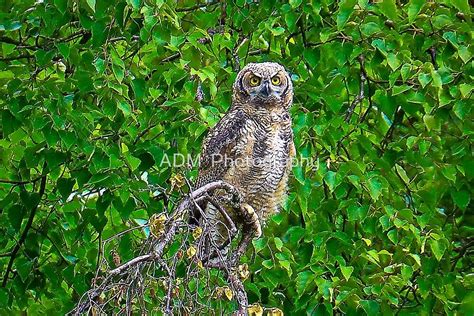 "Owl Perched" by ADM Photography | Redbubble