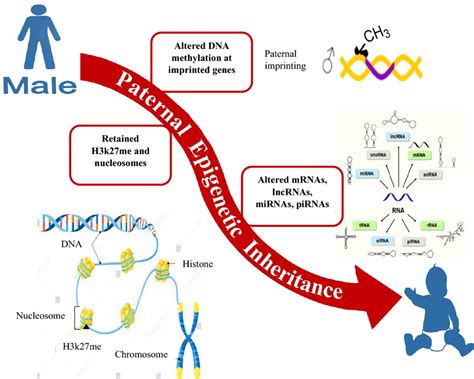 Carriers of paternal epigenetic inheritance. Functional epigenetic... | Download Scientific Diagram