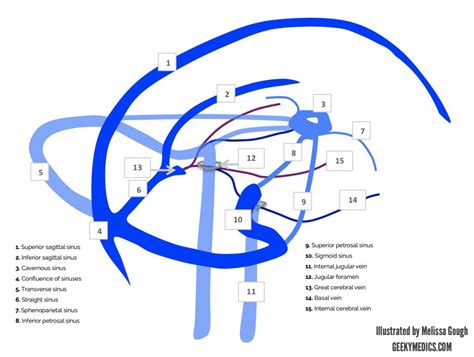 Venous Drainage of the Brain | Anatomy | Geeky Medics | Brain anatomy, Medical anatomy ...