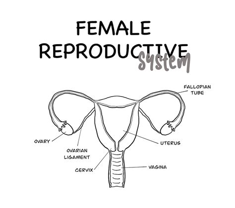 Reproductive System 707