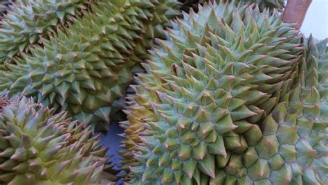 Philippines Aims To Expand Davao Durian Plantations by 15,000 Hectares | Produce Report