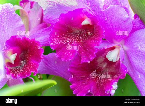 White cattleya orchids hi-res stock photography and images - Alamy