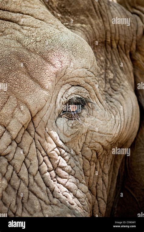 African Elephant eye detail with lashes Stock Photo - Alamy