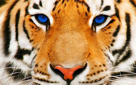 Blue Eyes Tiger HD Desktop Wallpaper: Layar Lebar: Definisi Tinggi ...