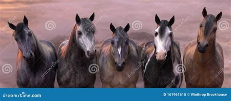 Portrait of Herd of Horses at Sunset Stock Illustration - Illustration of wild, herd: 161961615