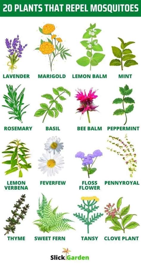 20 PLANTS THAT REPEL MOSQUITOES – Slick Garden | Mosquito repelling ...