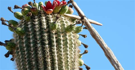 Saguaro fruit harvest carries on Arizona tribal tradition