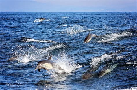 Long Beaked Common Dolphin Pod Photograph by Deana Glenz