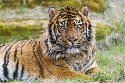 We Can Save Tigers from Extinction, with a Little Help from Satellites | Global Forest Watch Blog