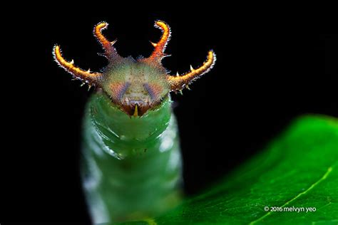 Dragonhead Caterpillar by melvynyeo on DeviantArt