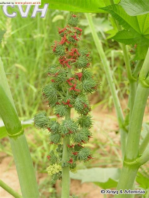 蓖麻Ricinus communis Linn._植物图片库_植物通