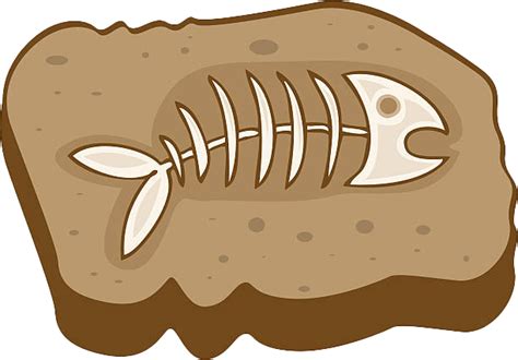 Fossils PNG File | PNG All