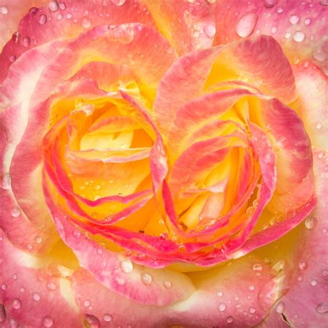 Wet yellow pink rose free image download