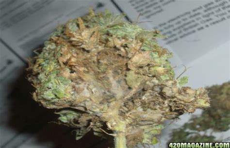 Weed Guide: Everything To Know About Marijuana | Complex