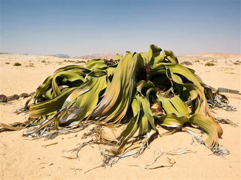 Welwitschia mirabilis - Tree Tumbo, Tumboa | World of Succulents