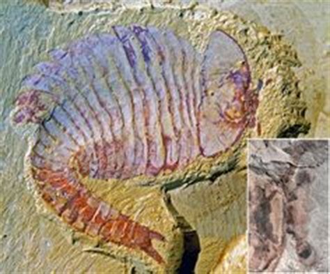 Ancient Arthropod Fossil Had First Modern Brain Rocks And Gems, Rocks And Minerals, Rocks And ...