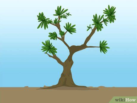 3 Ways to Propagate Azaleas - wikiHow