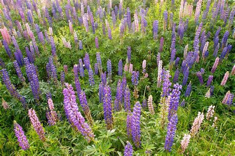 Lupine | Description, Flower, Perennial, & Facts | Britannica