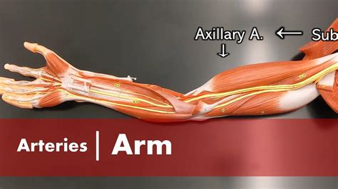 Subscapular Artery Arm Model