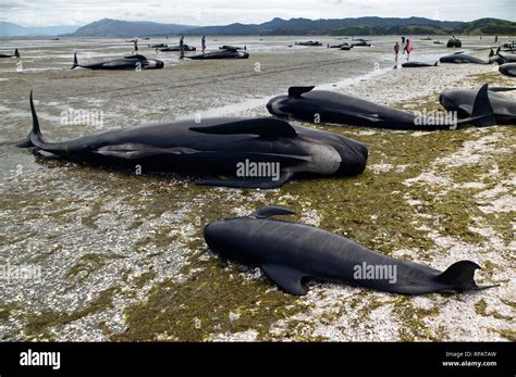 Dead pilot whales during a whale stranding on Farewell Spit in New ...