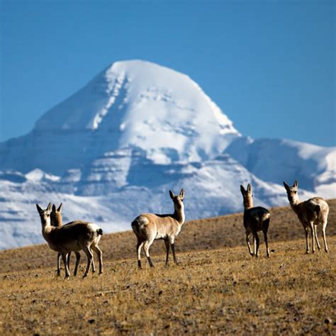 Tibetan Wild Animals and Plants