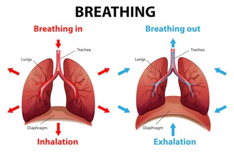 Mécanisme de respiration – StackLima