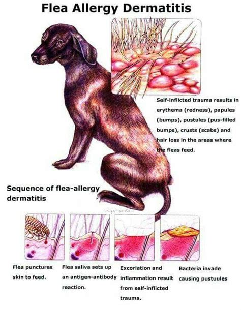 Loading... | Vet medicine, Veterinary, Allergies