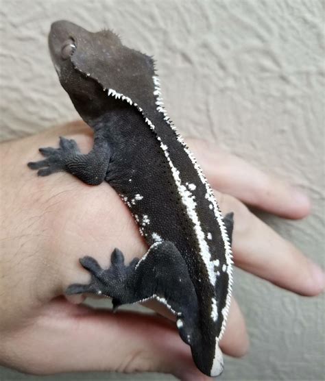 Black White Crested Gecko - all police dogs